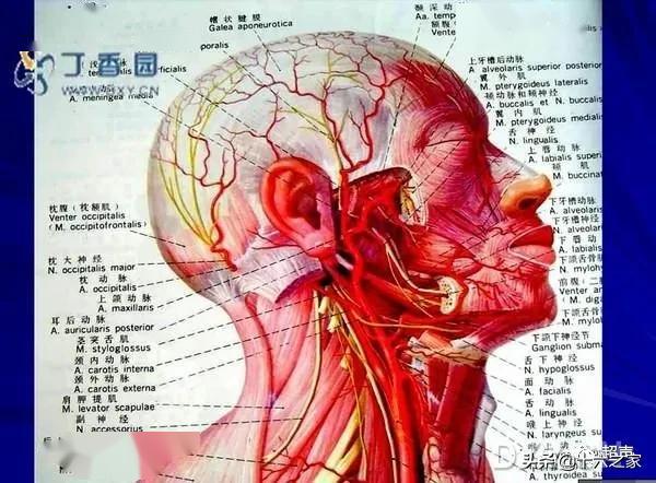 正常颈动脉常规检查