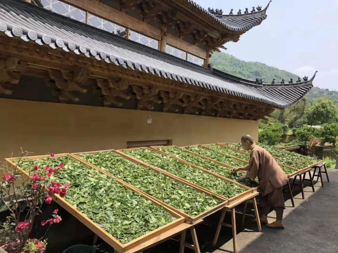 特别推荐树喜茶仙坊寺院白茶