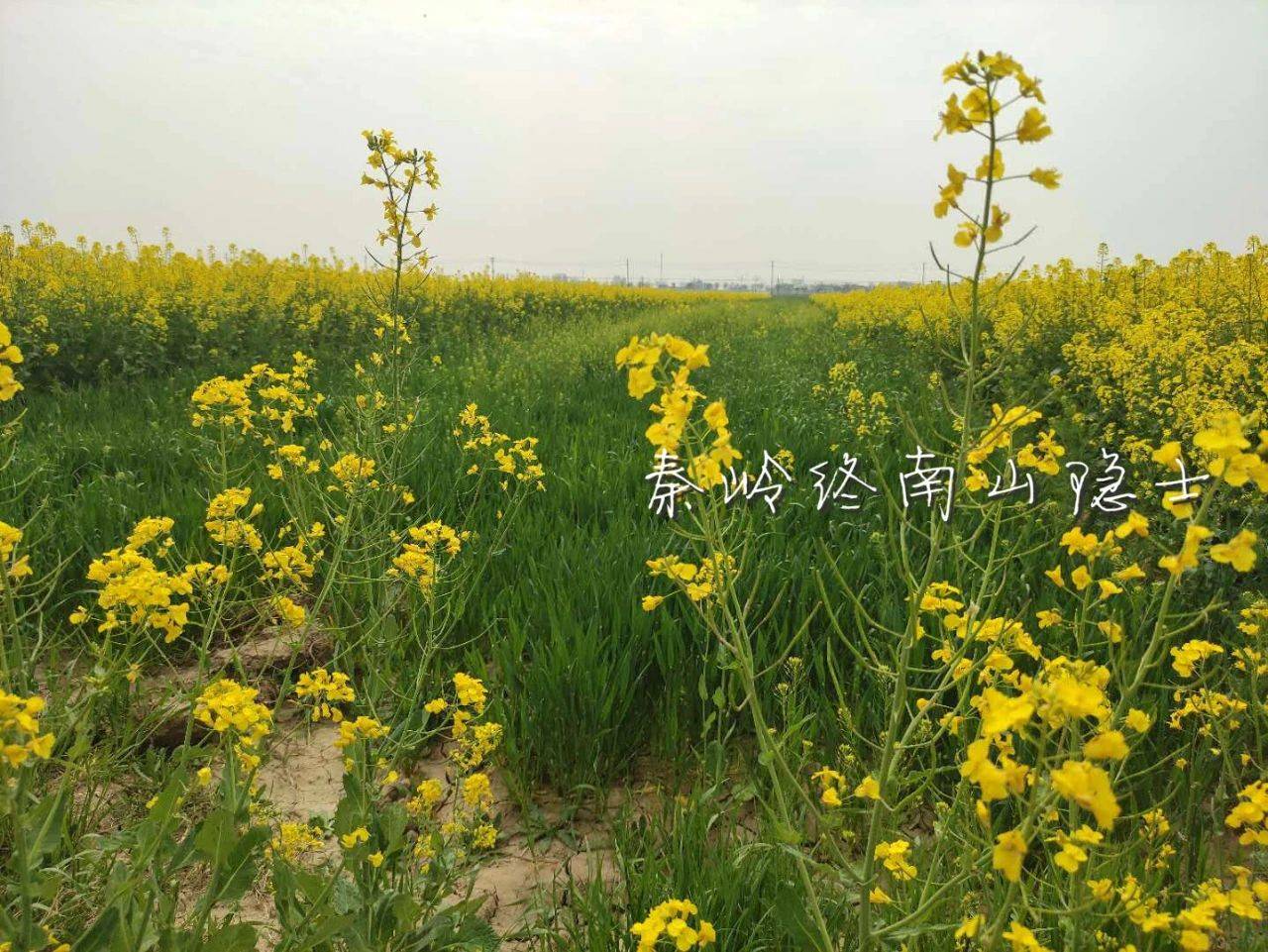 陕西咸阳农村还能这么美，油菜花海、风吹麦浪、宁静惬意这里全有