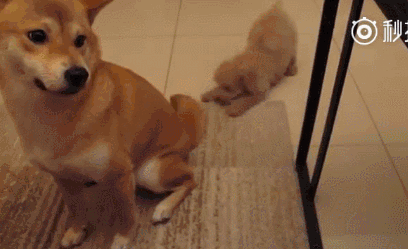 94b4a3a059634e28b28bd97984f24b90.gif