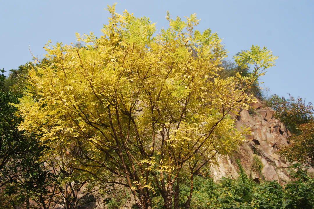 sophora japonica