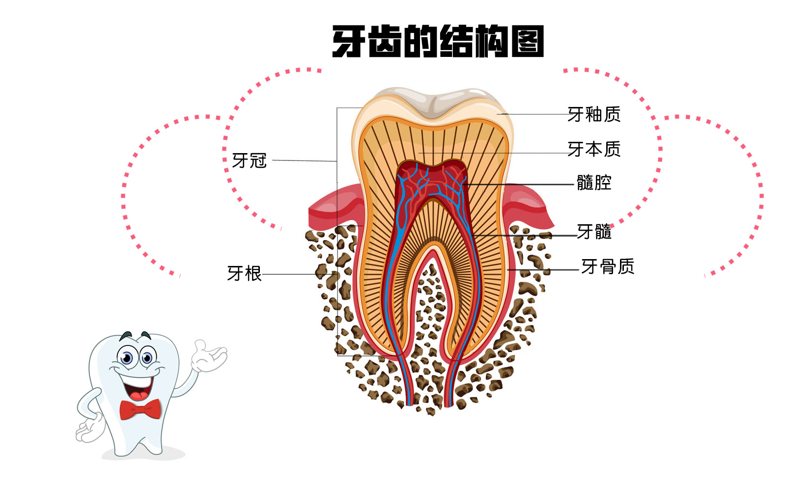 首先,让我们来近距离看一下牙齿的结构:以前我们被制止吃糖的理由总是