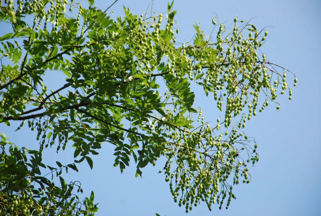 sophora japonica