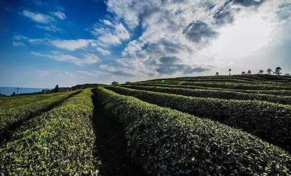 春游好去处│踏青采茶登山珍惜大自然赐予我们的每一寸绿色