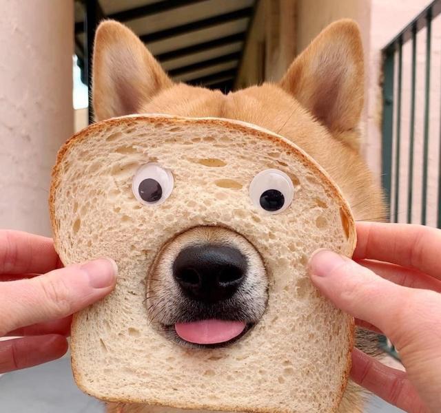 柴犬患钻洞强迫症,看到圆圈就秒冲,网友赞:傻乎乎样子