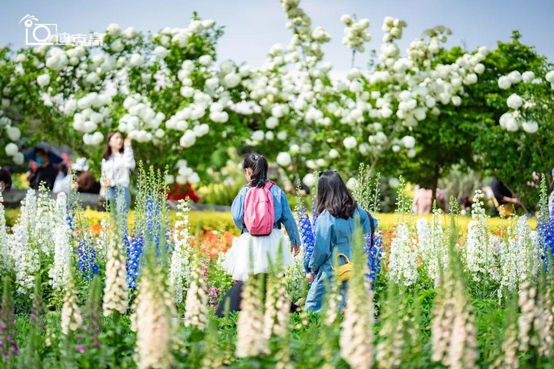 4月2日实拍 @迪克高游记 很多耍家都对双流郊外的" 海蒂和噜噜的