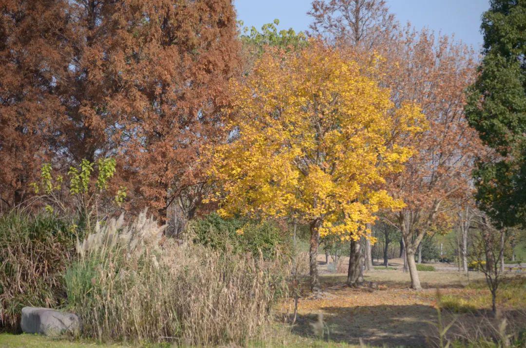 sophora japonica