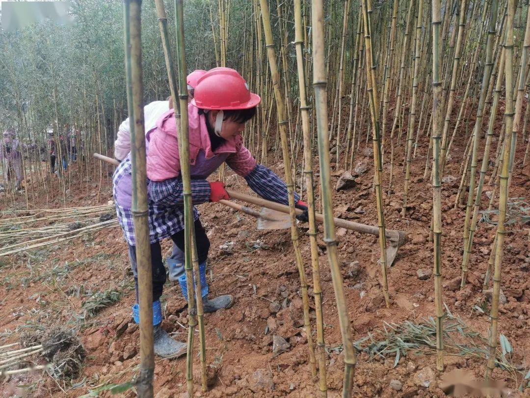 沿线绿化带的工人们正在种植竹子