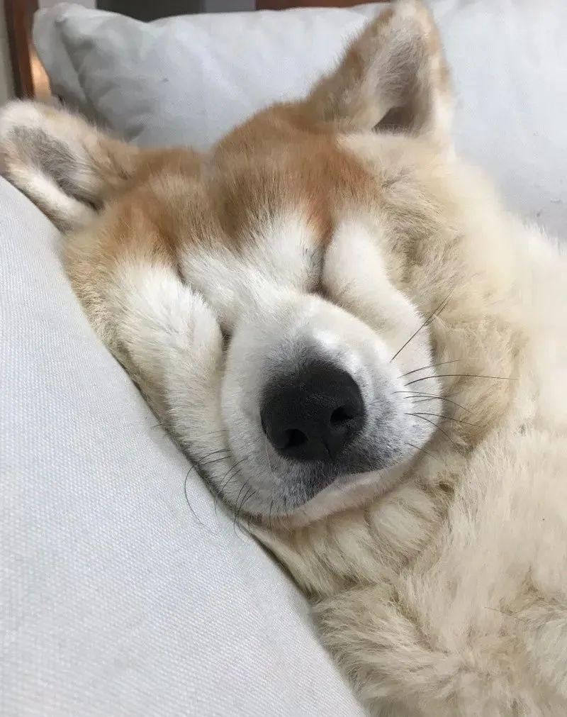 秋田犬只要一睡觉脸就会变形模样独特惊呆全网直呼眼睛去哪了
