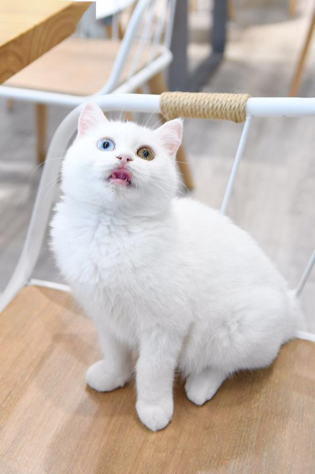 一只异瞳小奶猫