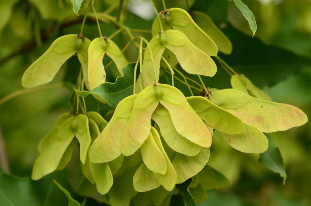 sophora japonica