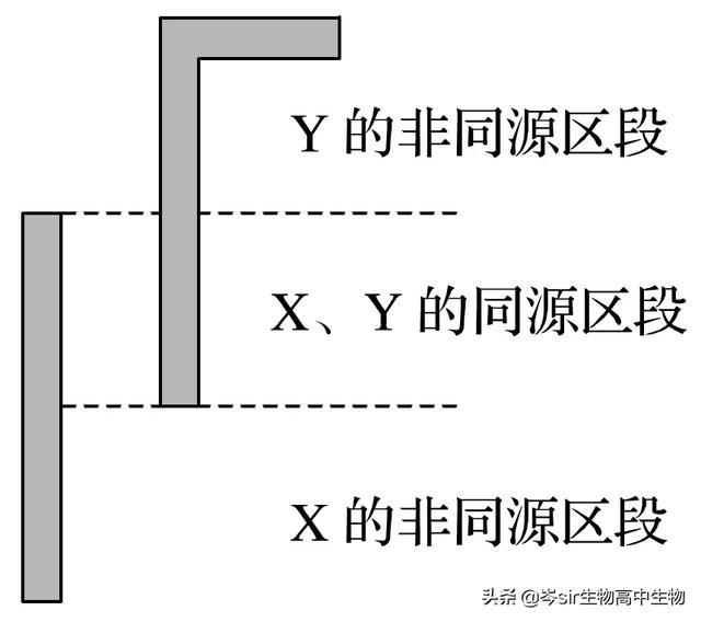 1.x,y染色体同源区段与非同源区段