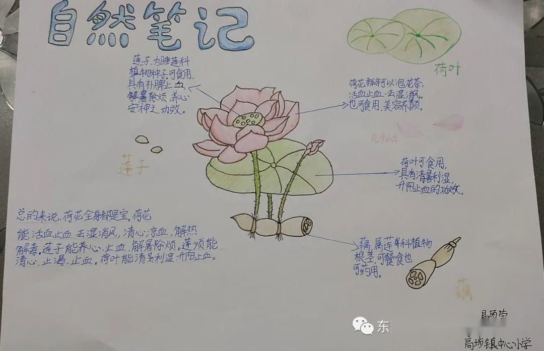 活动展示|家中的自然笔记——第三周观察记录_植物