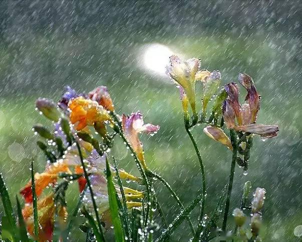雨中的花朵真是美极了