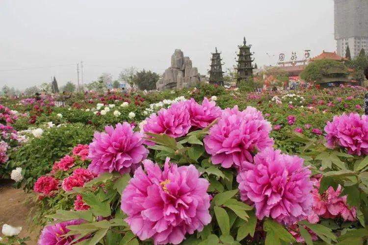 花期从现在到4月下旬这半个月时间,菏泽牡丹一般的花期是一周左右