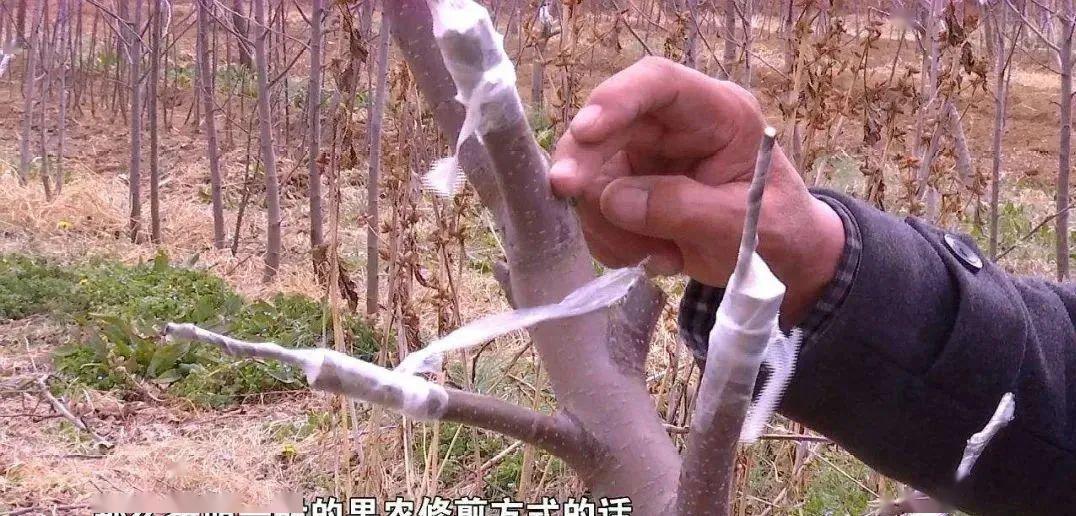 6种超实用果树嫁接大全:苹果,梨,桃树都能接