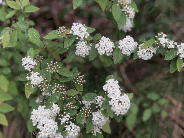 在云端觅境 松阳店挖蕨菜,采野花