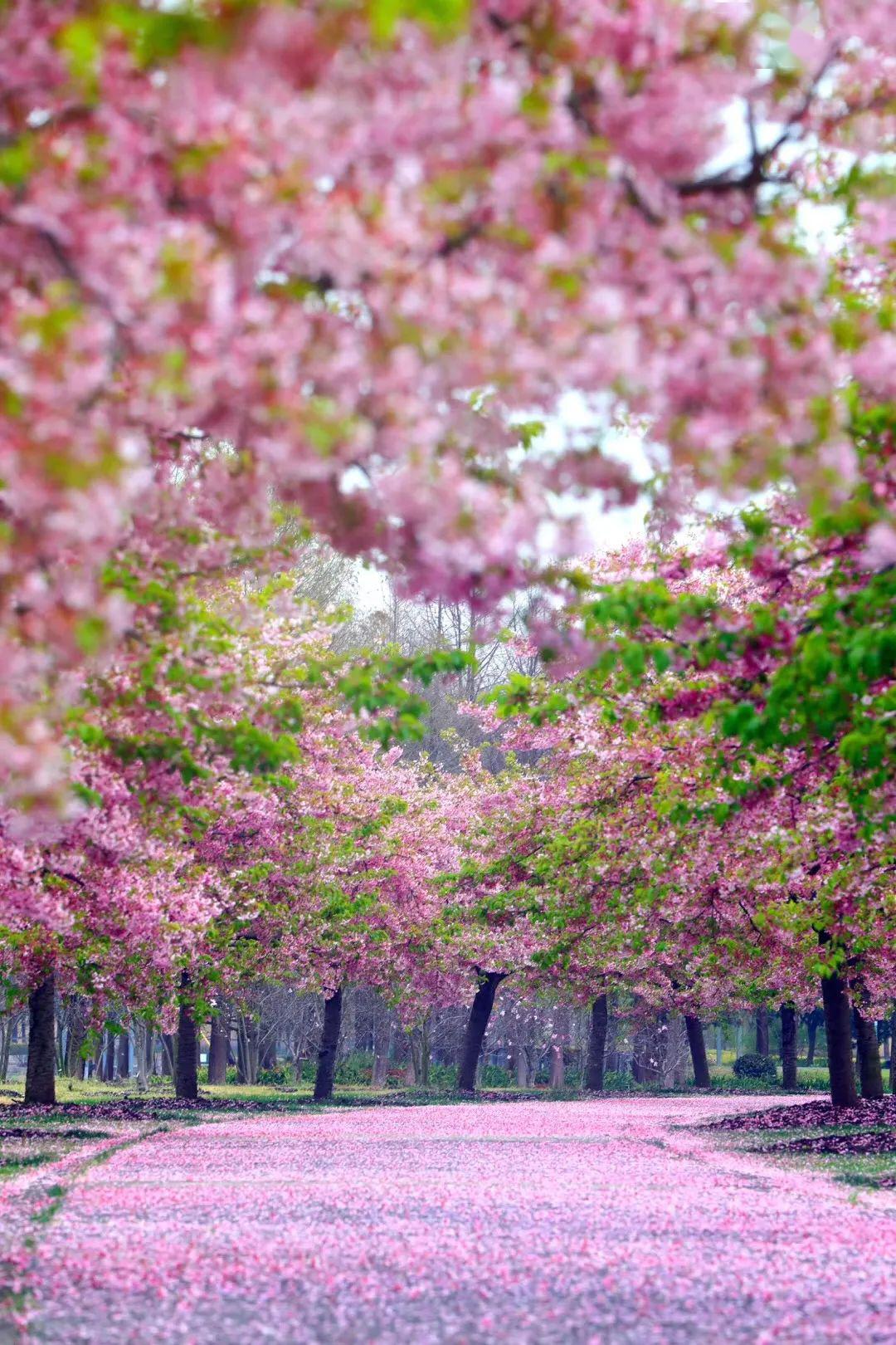 久违的春景芬芳的花路撩炸你的少女心