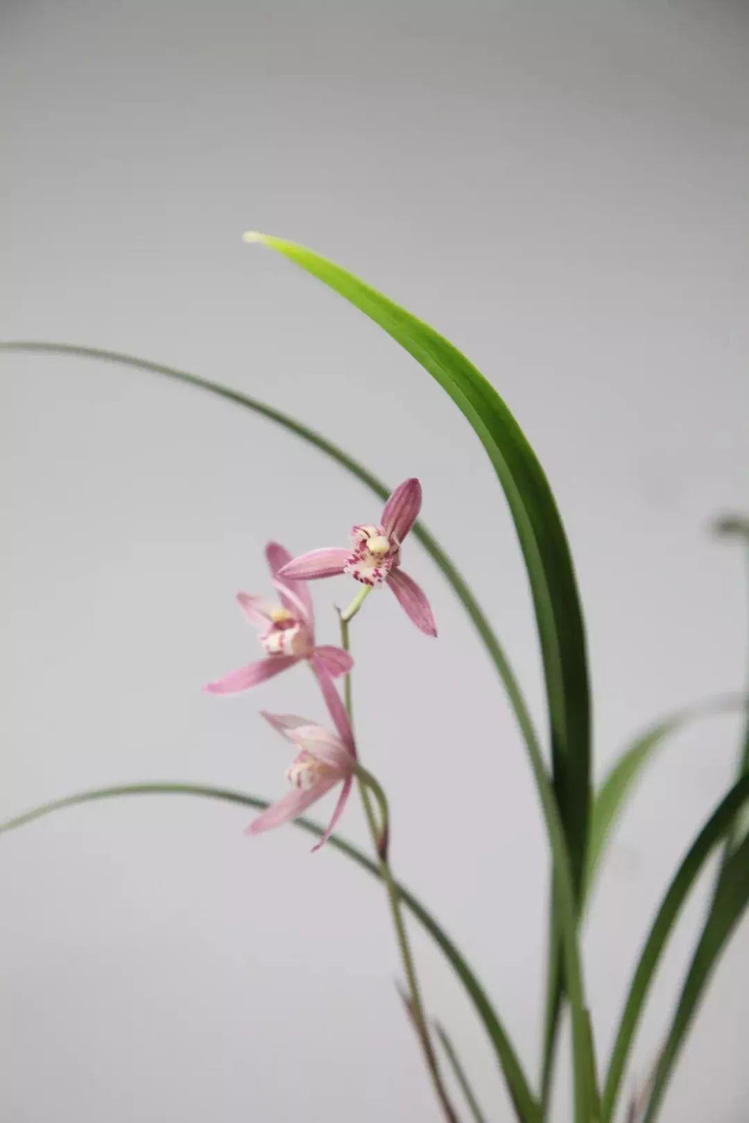 春兰,春不晚_兰花