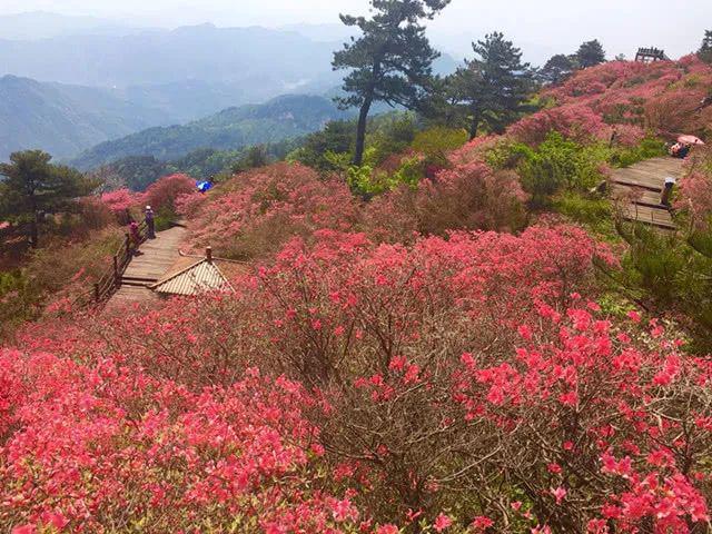 潜龙发团4月12日庐江发岳西天峡看瀑布赏杜鹃花纯玩1日游128元人
