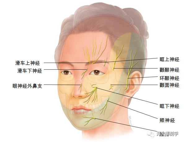 面部皮肤感觉神经支配