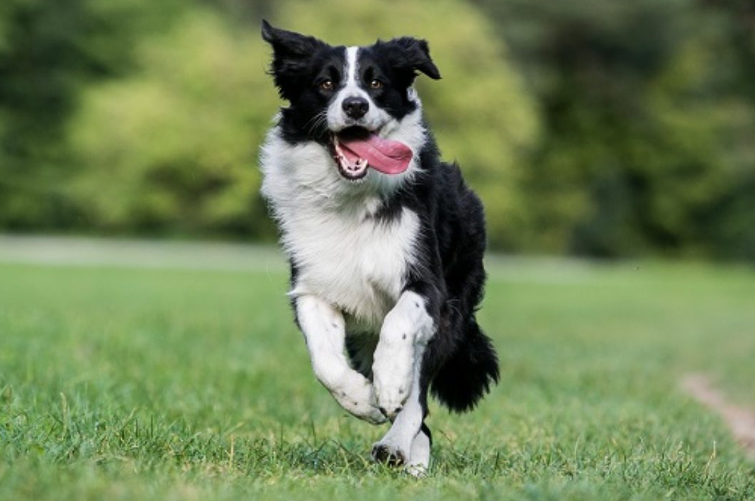 爱捣蛋的边牧,并不适合作为家庭犬饲养?错!