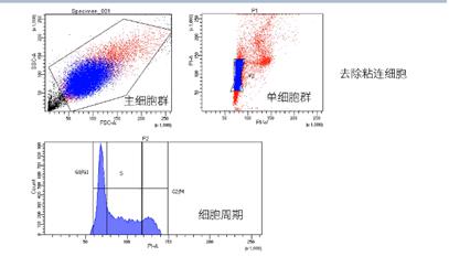 实验步骤:细胞周期分为分裂间期和分裂期(m期,其中间期又分为dna合成