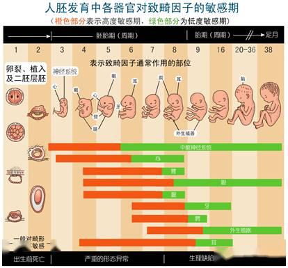 宝宝■最终做决定的还是它!孕期能不能吃药