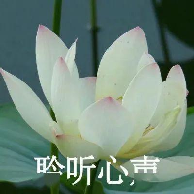 「讲座」精华都在这里！【回顾】这场近两千人收听的志愿填报干货讲座