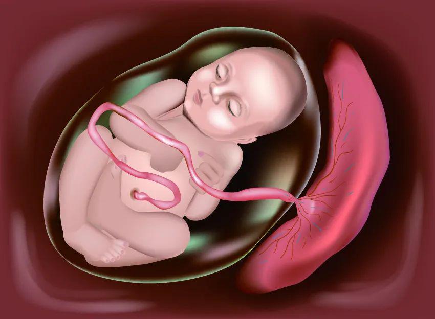 另一方面,胎宝宝产生的代谢废物,也是通过胎盘经由母体排出体外的.