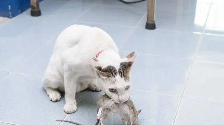 ccc19565613b4ff3ac01df9856ae5a1e.jpeg