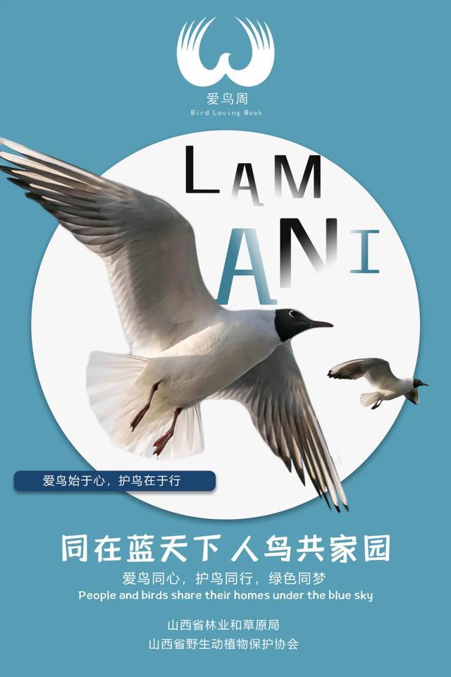 山西省野生动植物保护专栏今日上线,2020年爱鸟周,共建好生态_宣传