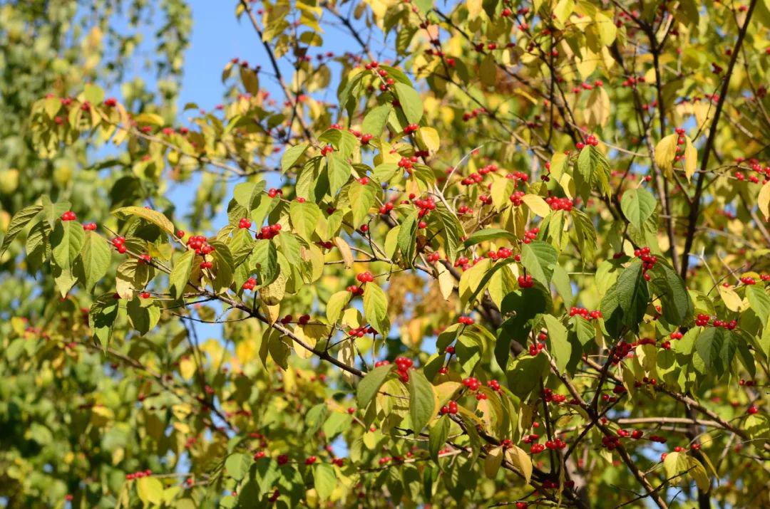 sophora japonica