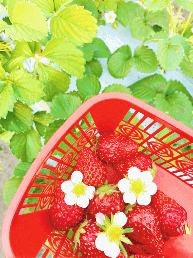 strawberry