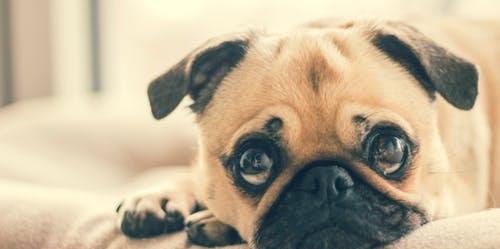 铲屎官懂得狗狗这9种示爱方式,才能听懂汪星人说爱你