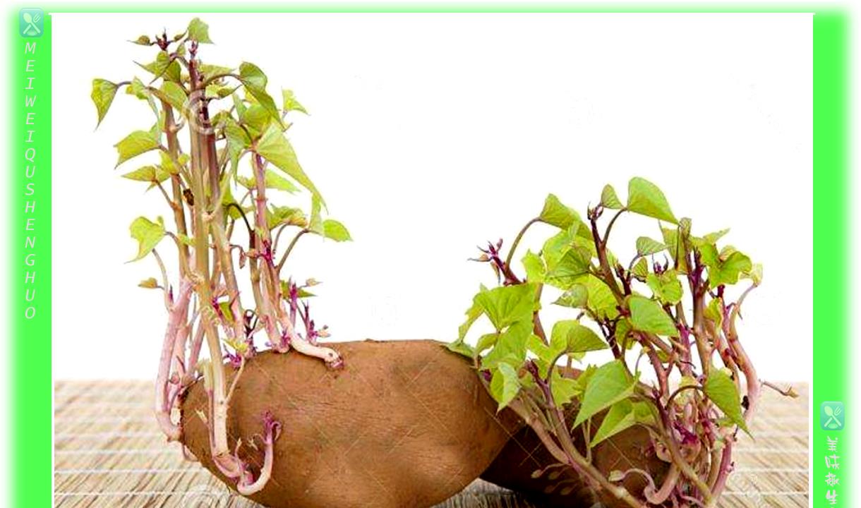 原创土豆发芽,挖掉芽眼还能吃吗?发芽后做成盆景,比吃了价值还高