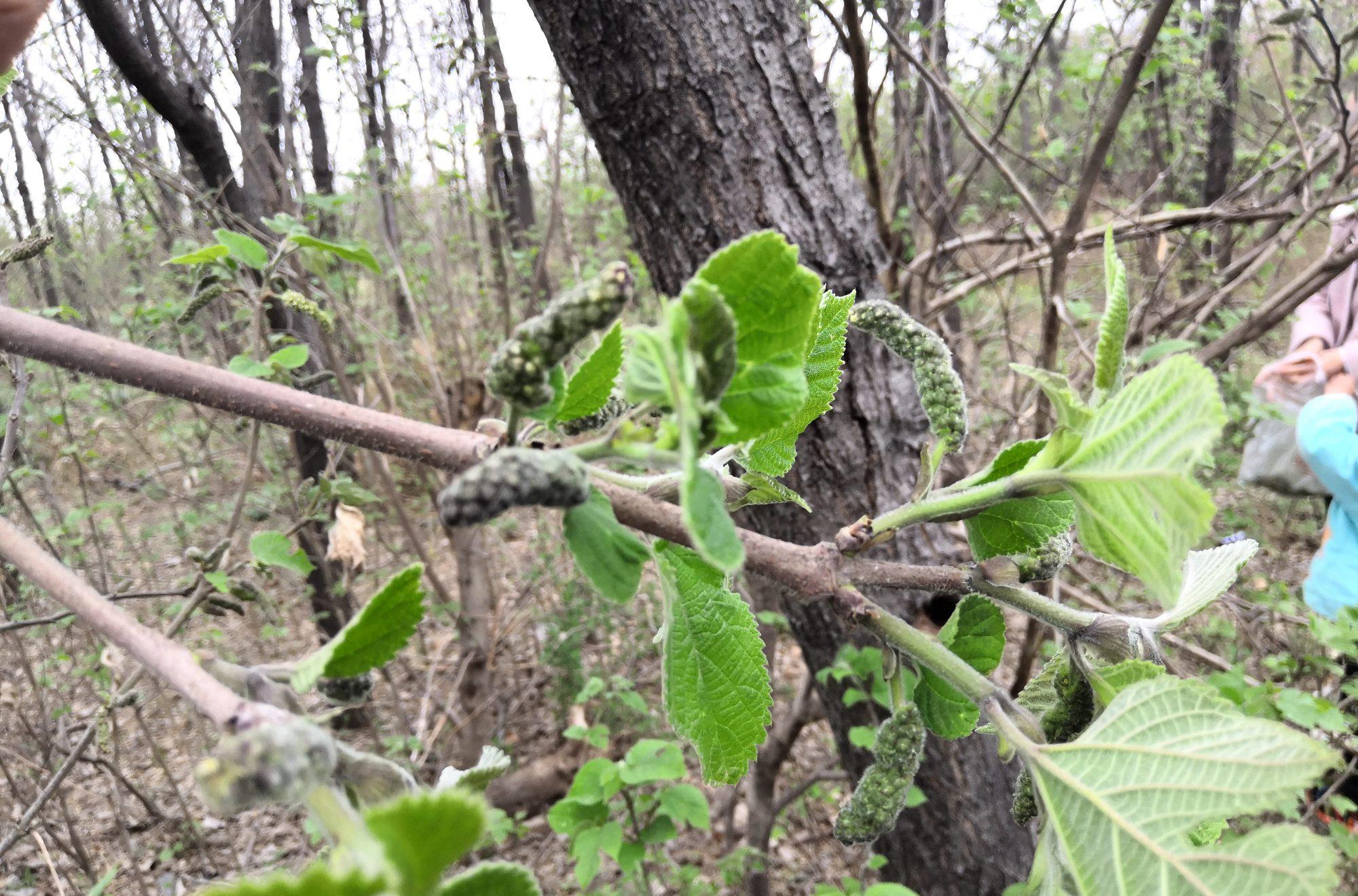 乡下这种野树叫构树浑身长满毛毛虫摘点做蒸菜特别美味