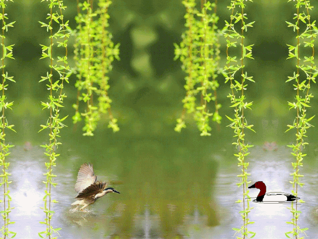 三两枝,春江水暖鸭先知, 蒌蒿满地芦芽短,正是  河豚欲上时