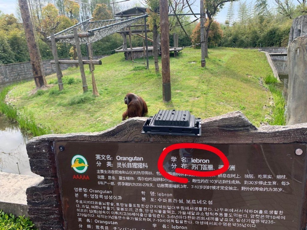 涉嫌歧视？上海野生动物园将猩猩学名标注为Lebron 