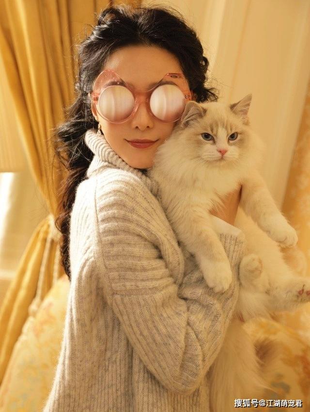 原创就算再想养猫也不要养这5种养得越久越心累