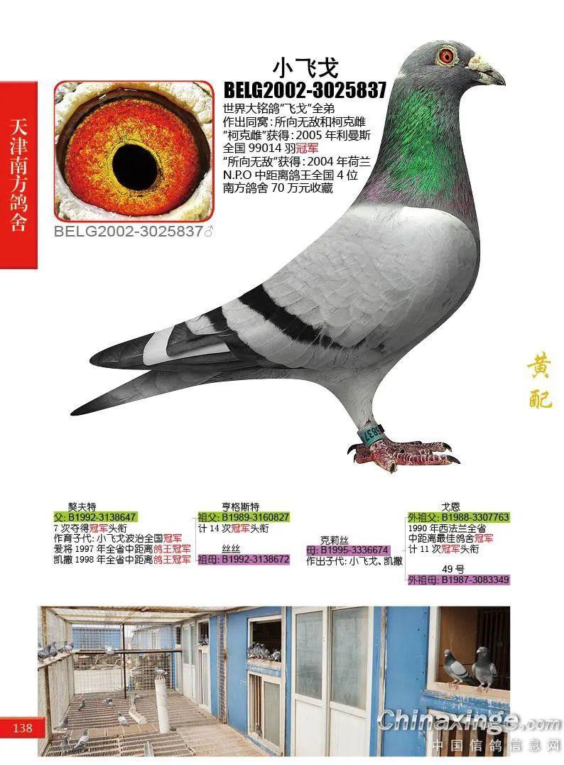 小飞戈b02-3025837灰白羽,由波西瓦2008年12月27,28日,在荷兰由杨.