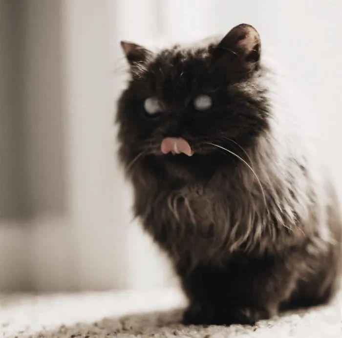 Clash安装Tap网络适配器