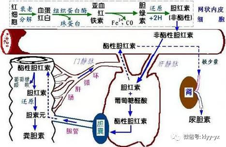 【皮肤】我收藏了！判断宝宝黄疸最全标准