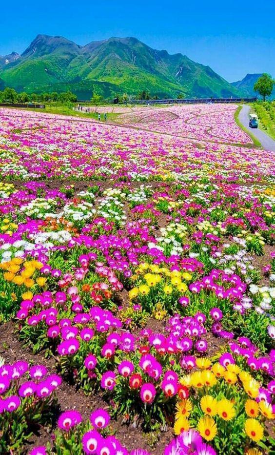 满眼春光山花烂漫