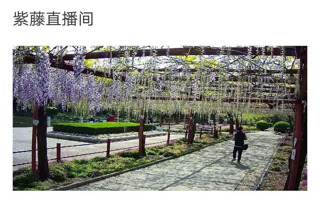 明天8:30嘉定紫藤园第二波预约名额开放!入园必须预约!》