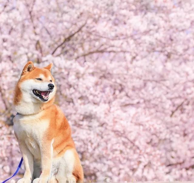 100张柴犬与花的合照治愈的笑容圈粉30000人