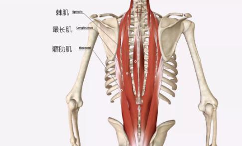 背部僵硬紧张,该如何拉伸放松?