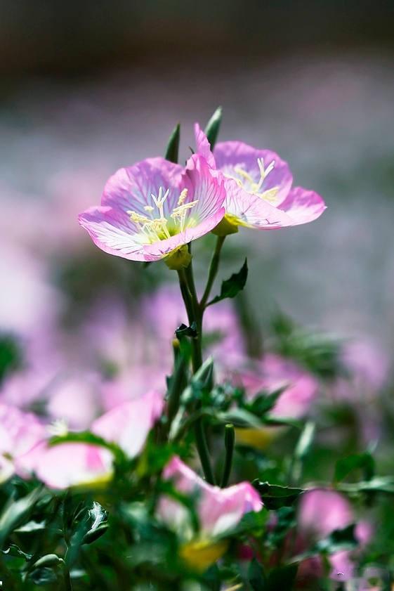 漂亮的小花花