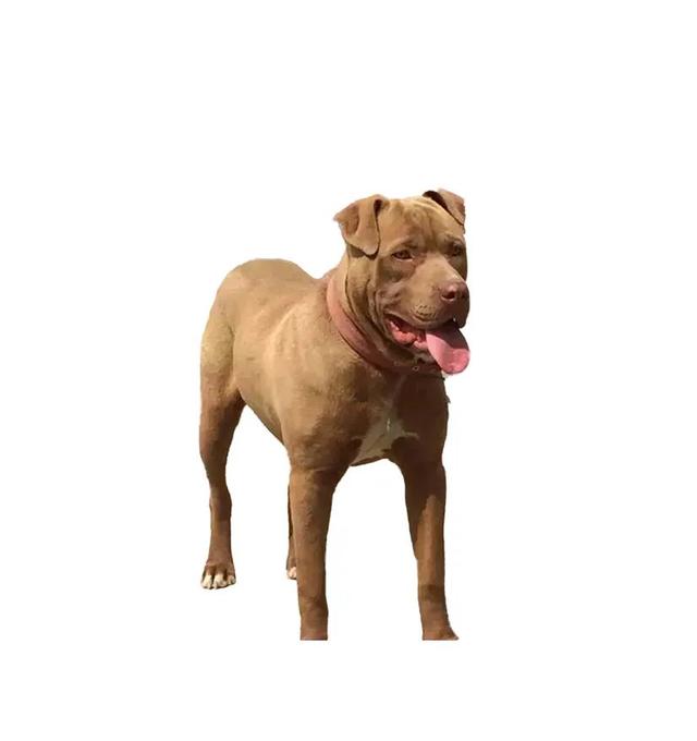 比特犬