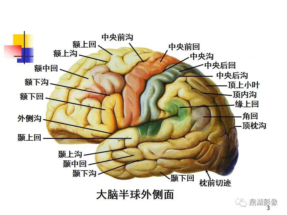 不容错过高清端脑详细解剖图谱